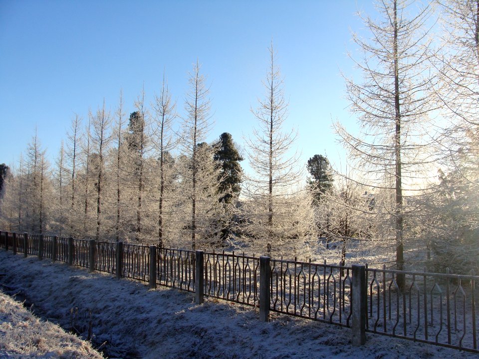 Siberian Pine grove Koryazhma (02)