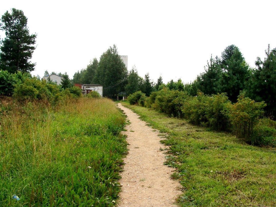 Siberian Pine grove Koryazhma (07)