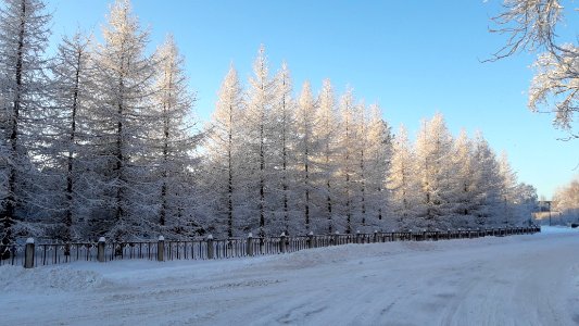 Siberian Pine grove Koryazhma 2018 (05)