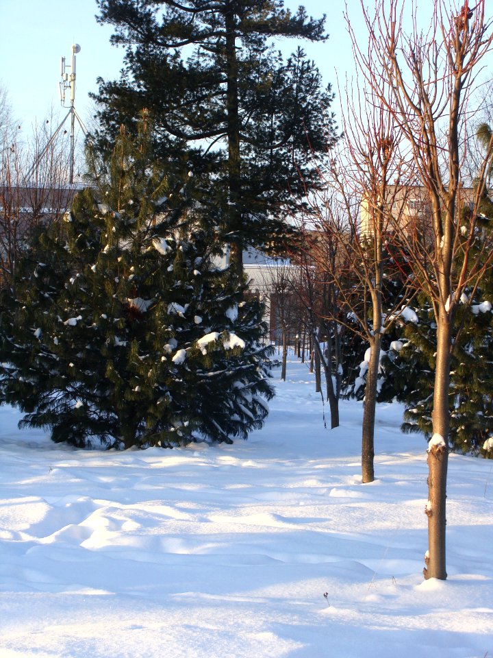 Siberian Pine grove Koryazhma (04)