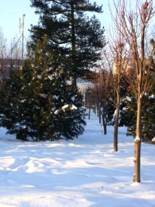 Siberian Pine grove Koryazhma (04)