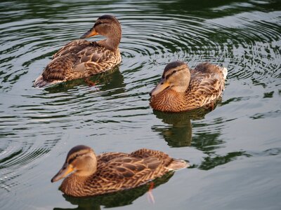 Water summer ducks photo
