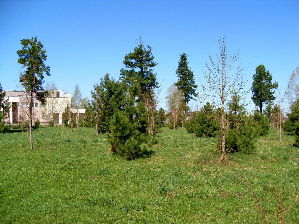 Siberian Pine grove Koryazhma, 2009 (02)