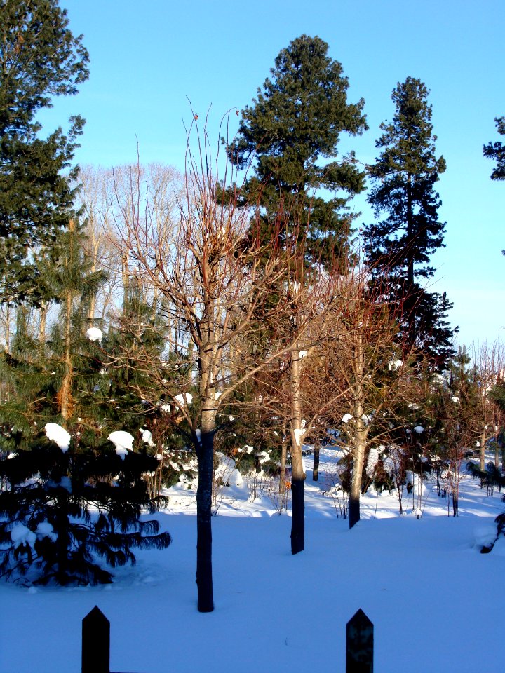 Siberian Pine grove Koryazhma (06)