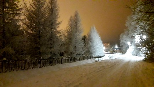 Siberian Pine grove Koryazhma 2018 (07)