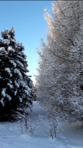 Siberian Pine grove Koryazhma 2018 (04)
