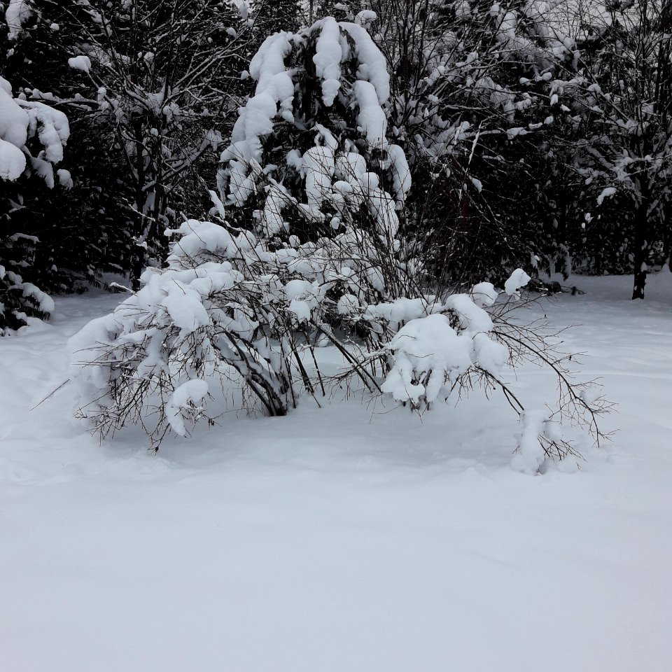 Siberian Pine grove Koryazhma 2018 (09)
