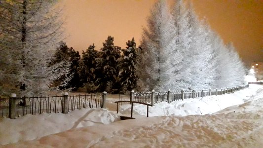 Siberian Pine grove Koryazhma 2018 (08)