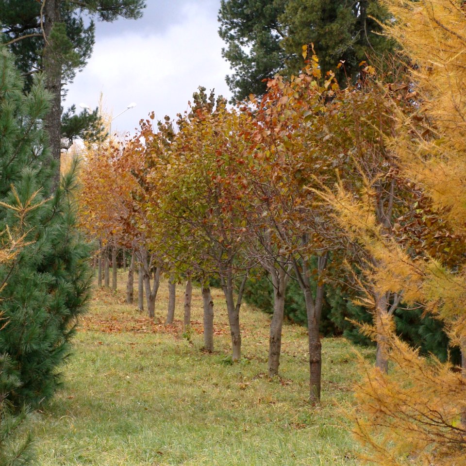 Siberian Pine grove Koryazhma (19)