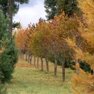 Siberian Pine grove Koryazhma (19)