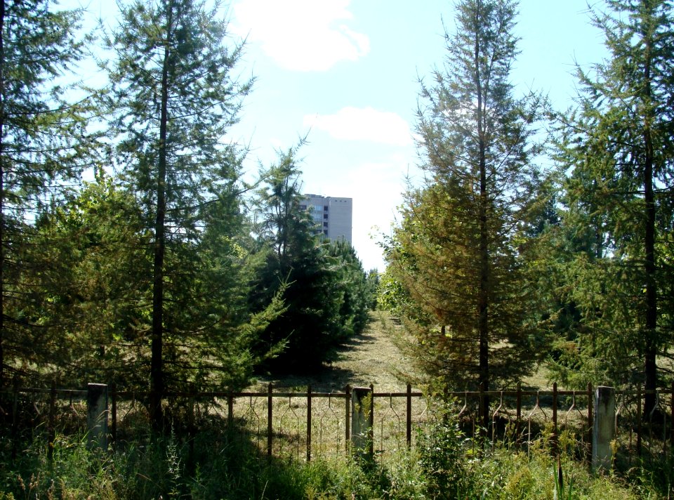 Siberian Pine grove Koryazhma (15)