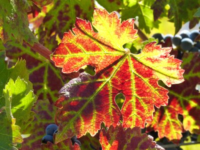 Red leaf autumn priorat