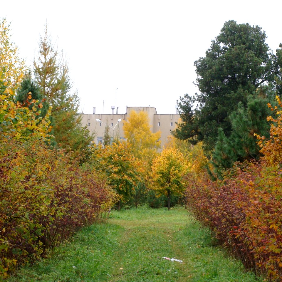 Siberian Pine grove Koryazhma (18)