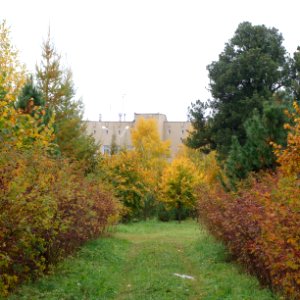Siberian Pine grove Koryazhma (18)
