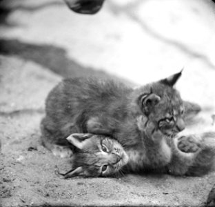 Siberische Lynxen in Artis, Bestanddeelnr 914-1201