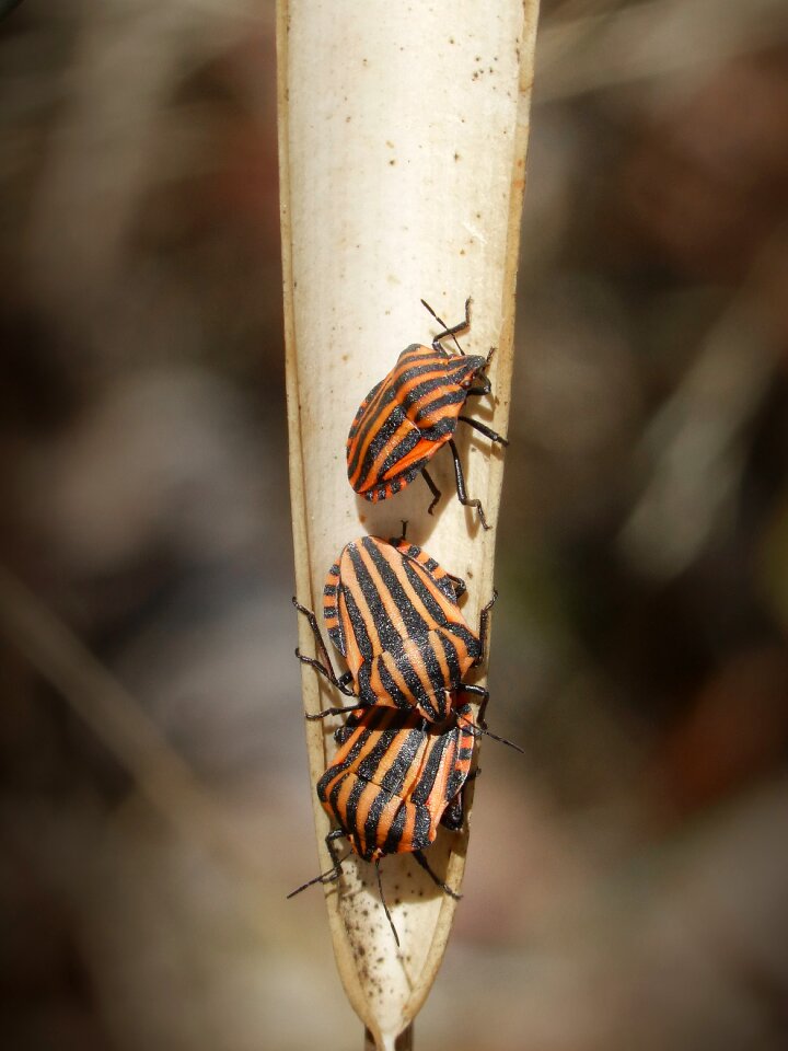 Leaf macro threesome