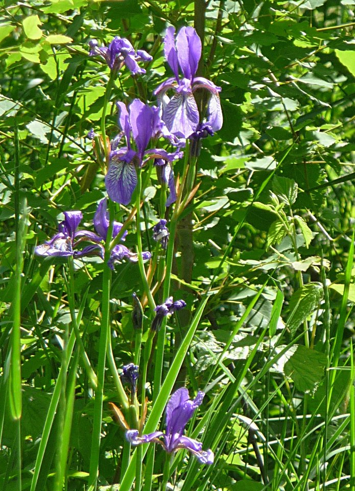 Sibirische Schwertlilie Kohlbruck