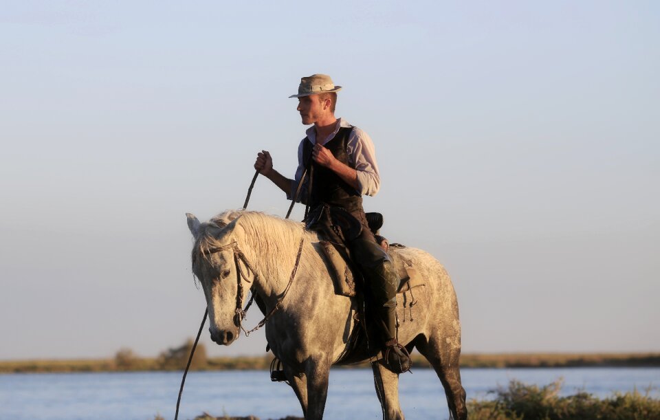 Camargue animal white