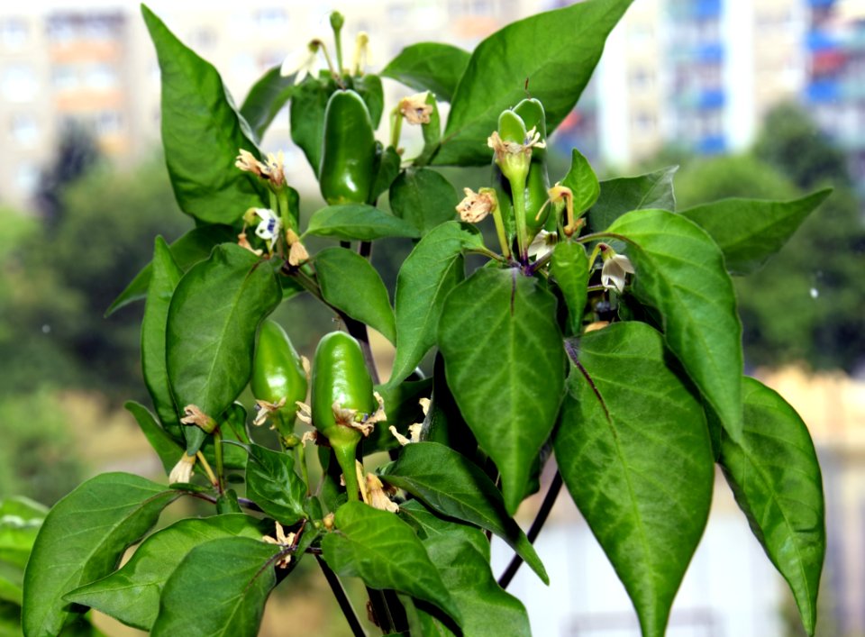 Sibirischer Hauspaprika mit noch grünen Chilis