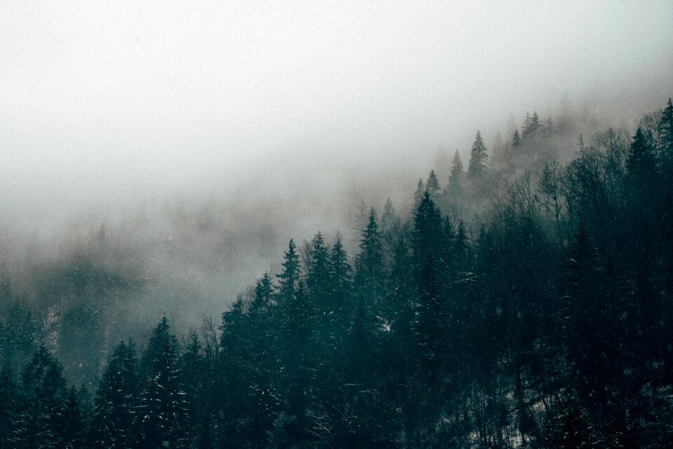 Forest landscape mysterious woods