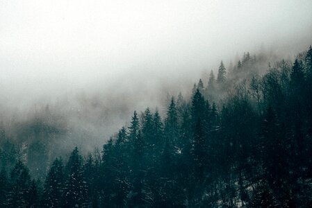 Forest landscape mysterious woods