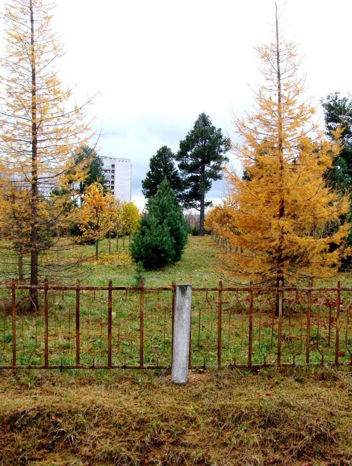 Siberian Pine grove Koryazhma (03)