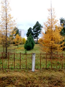 Siberian Pine grove Koryazhma (03)