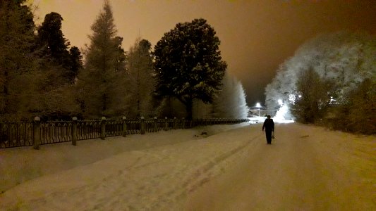Siberian Pine grove Koryazhma 2018 (06)