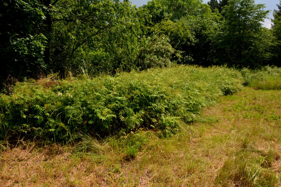 Sibirische Fiederspiere (Sorbaria sorbifolia) verwildert