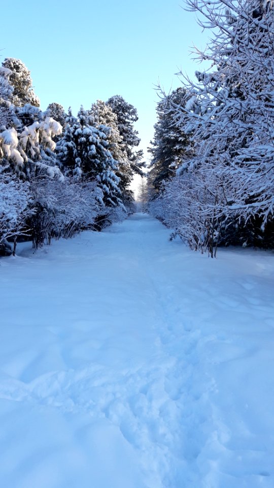 Siberian Pine grove Koryazhma 2018 (03)