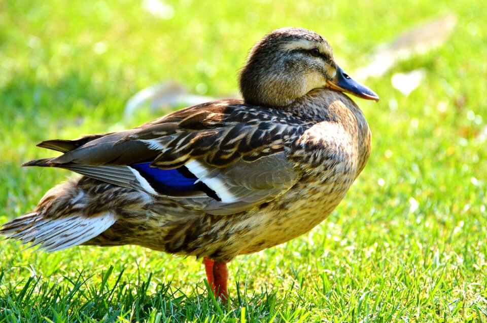 Bird poultry animal