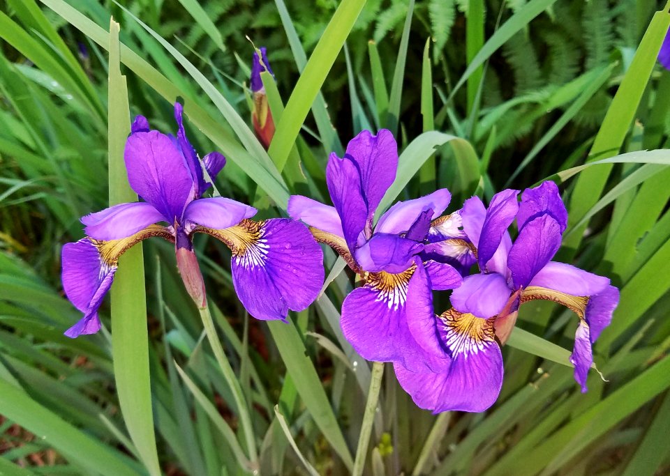 Siberian irises - Arlington, MA