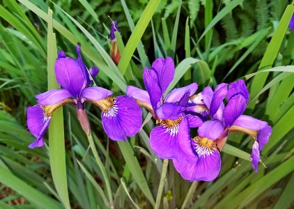 Siberian irises - Arlington, MA