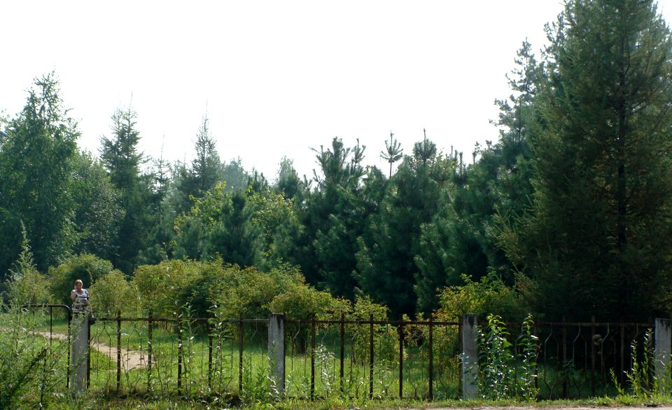 Siberian Pine grove Koryazhma (16)