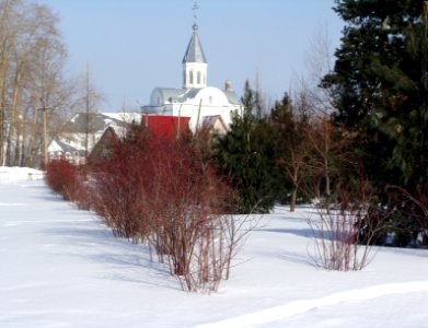Siberian Pine grove Koryazhma (12)