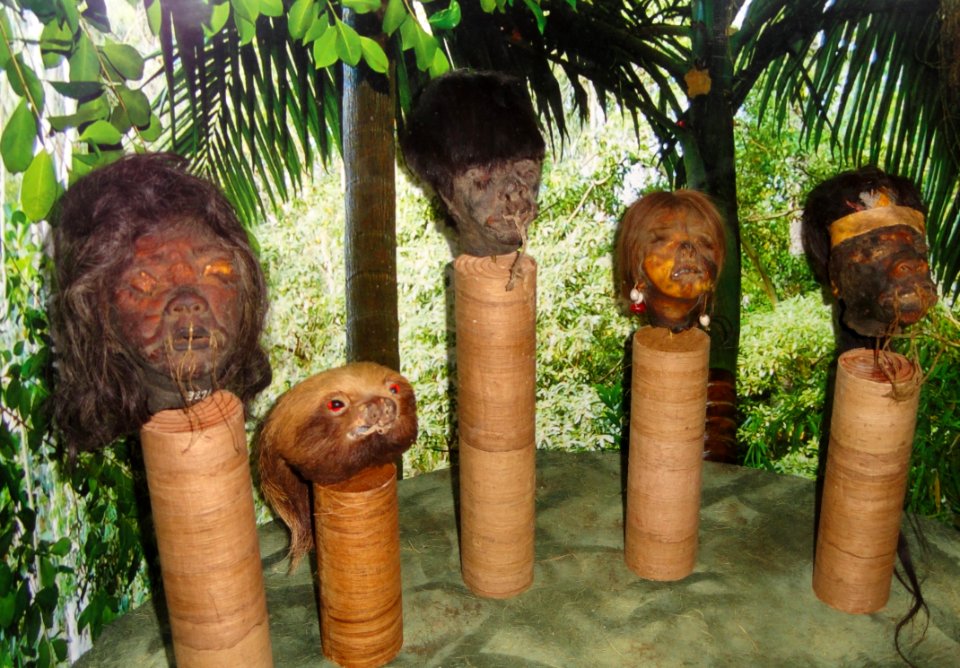 Shrunken heads, Shuar people, a subgroup of the Jivaroan - human (Ecuador), tree sloth (Rio Morono, Ecuador), human, human (Panama City, 1943), human (Ecuador) - San Diego Museum of Man - DSC06923