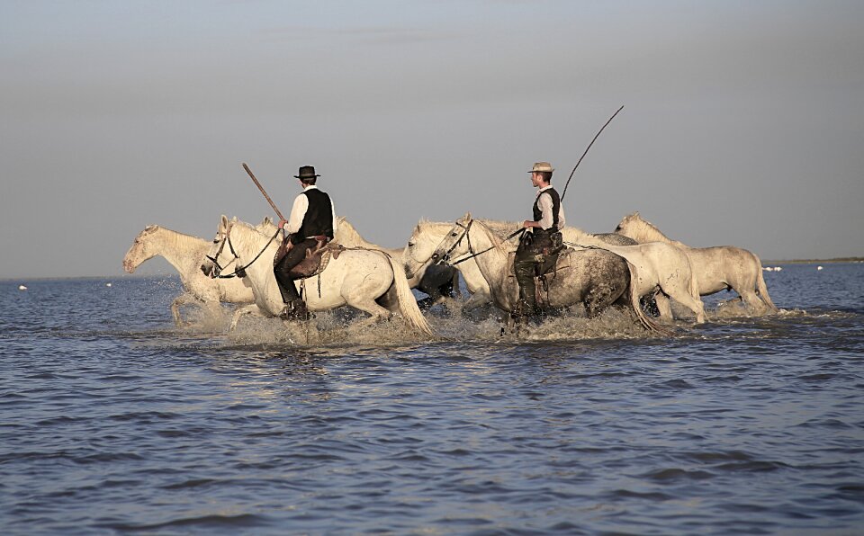Camargue horse animal