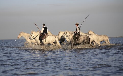 Camargue horse animal