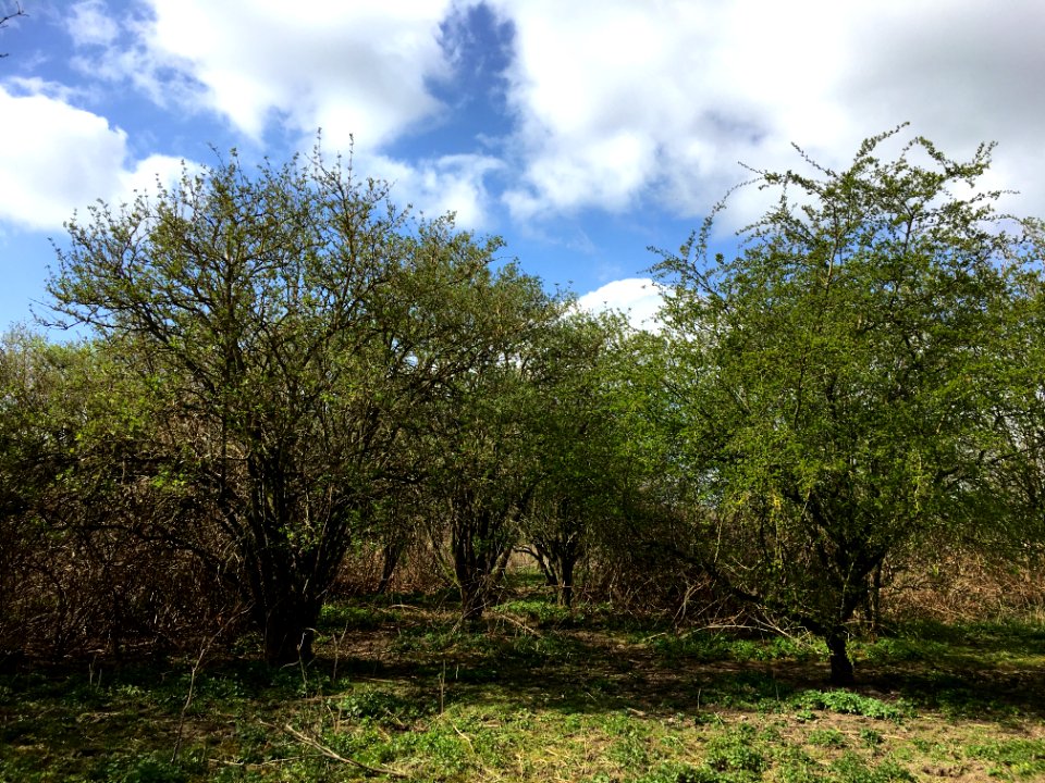 Shrubland in the Klompenwaard