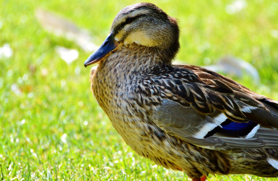 Bird poultry animal