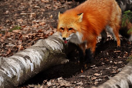 Wildpark poing animal world nature