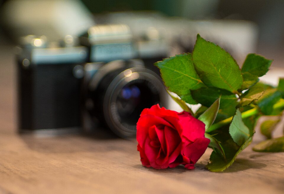 Analog flower green