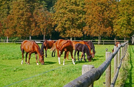 Brown fence solid