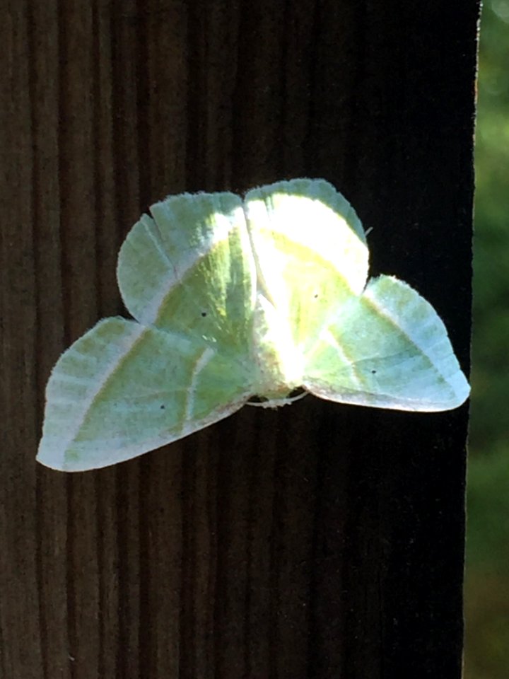 Showy Emerald Durham NC
