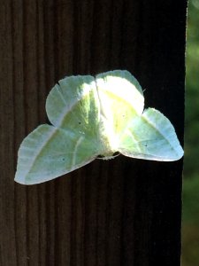 Showy Emerald Durham NC