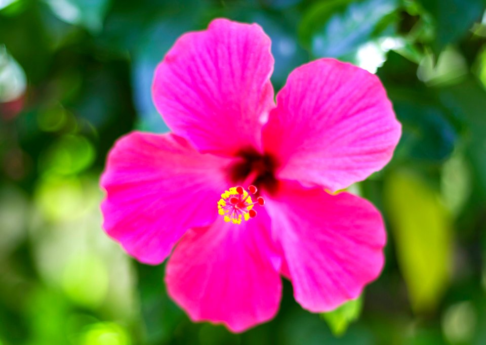 Shoeflower (208321297)