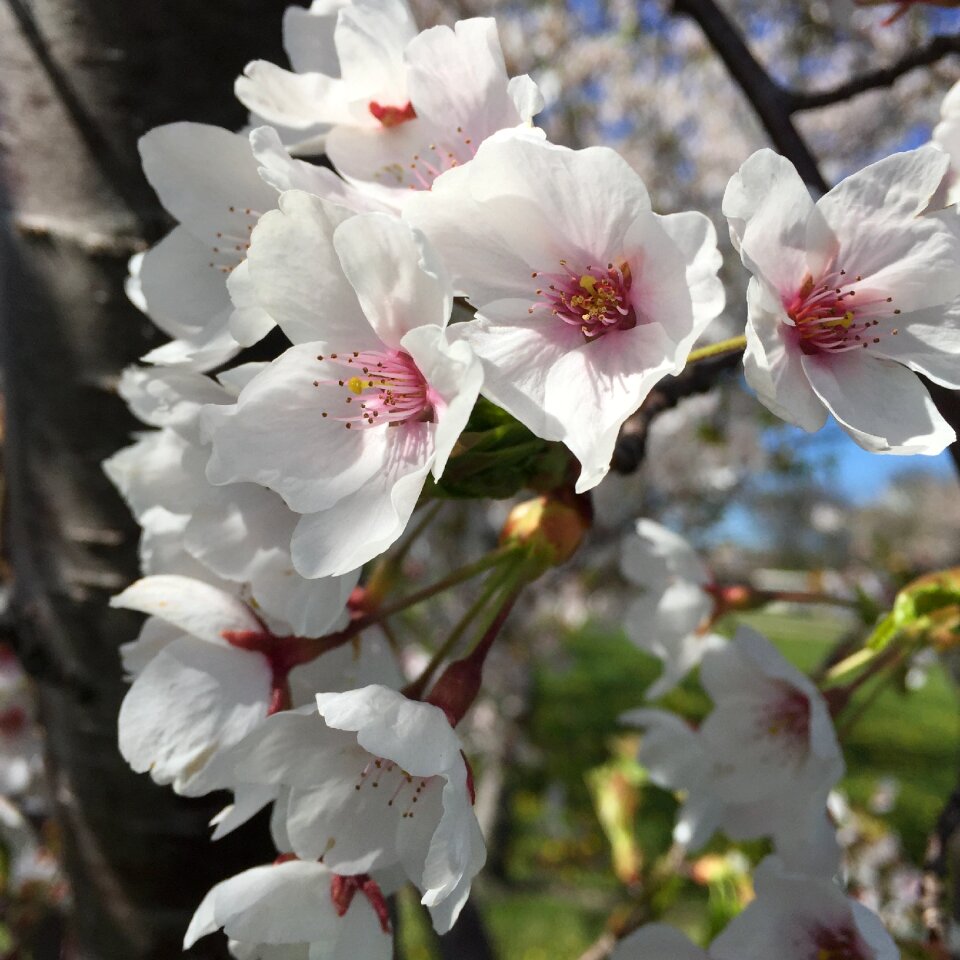 Bloom branch plant
