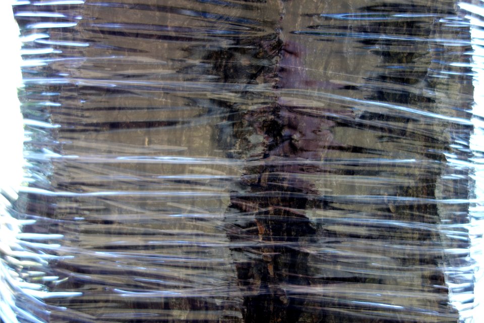 Shrink-wrapped tree - Boston, MA - DSC02652
