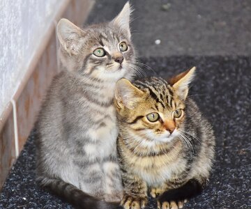 Cat baby kitten small cats