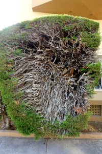 Shrub - San Francisco, CA - DSC02406